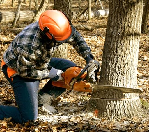 Tree Removal in Quicksburg, VA